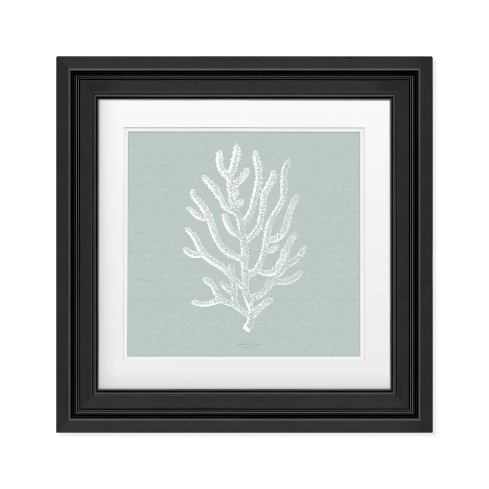 Agropora picture with frame effect