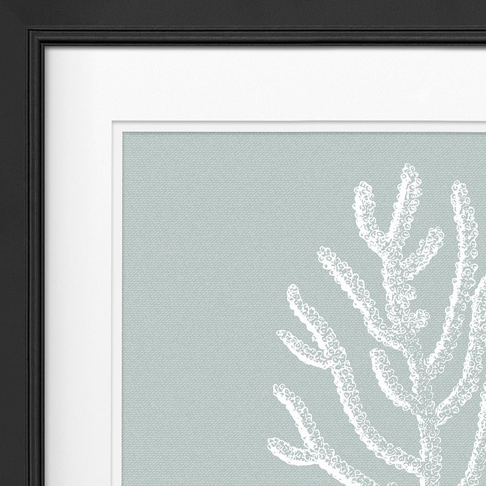Agropora picture with frame effect