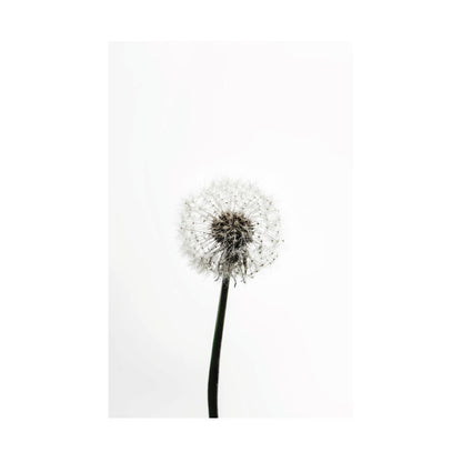 Dandelion Floral Poster