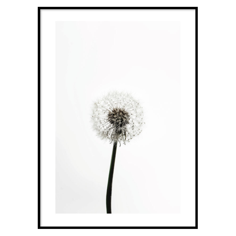 Poster Floreale Dandelion