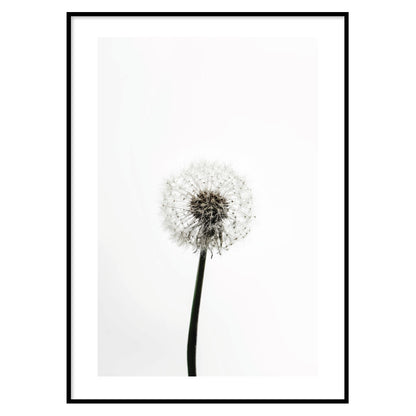 Dandelion Floral Poster