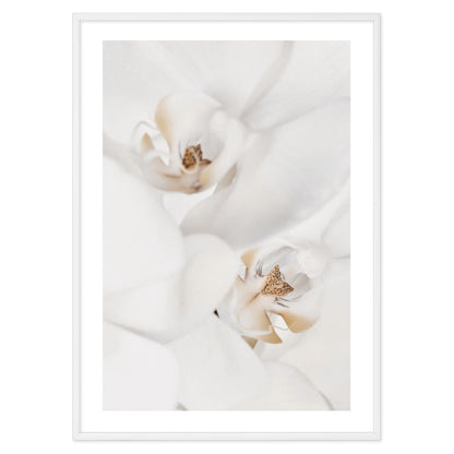 Poster White Flowers