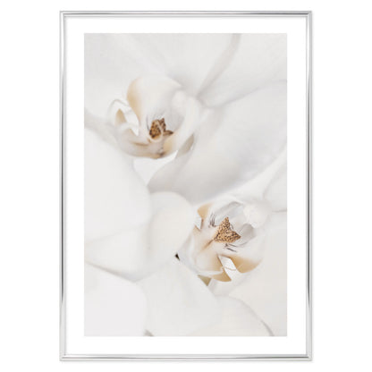 Poster White Flowers