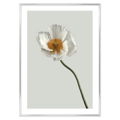 Poster Floreale one flower