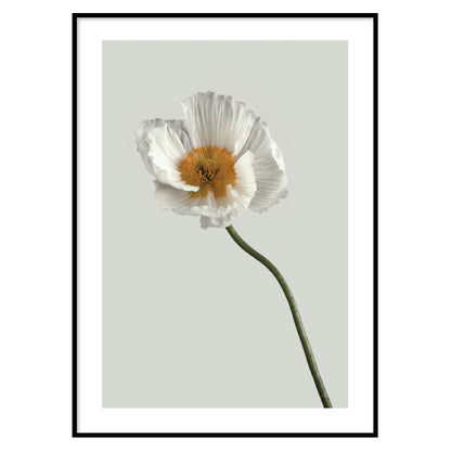 Poster Floreale one flower