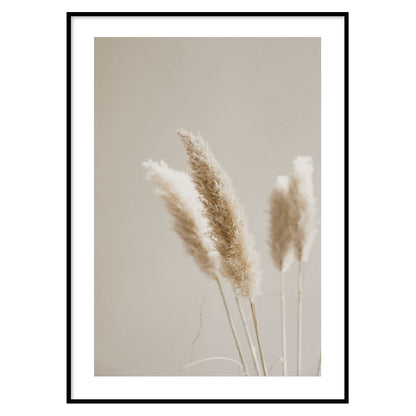 Pampas Floral Poster