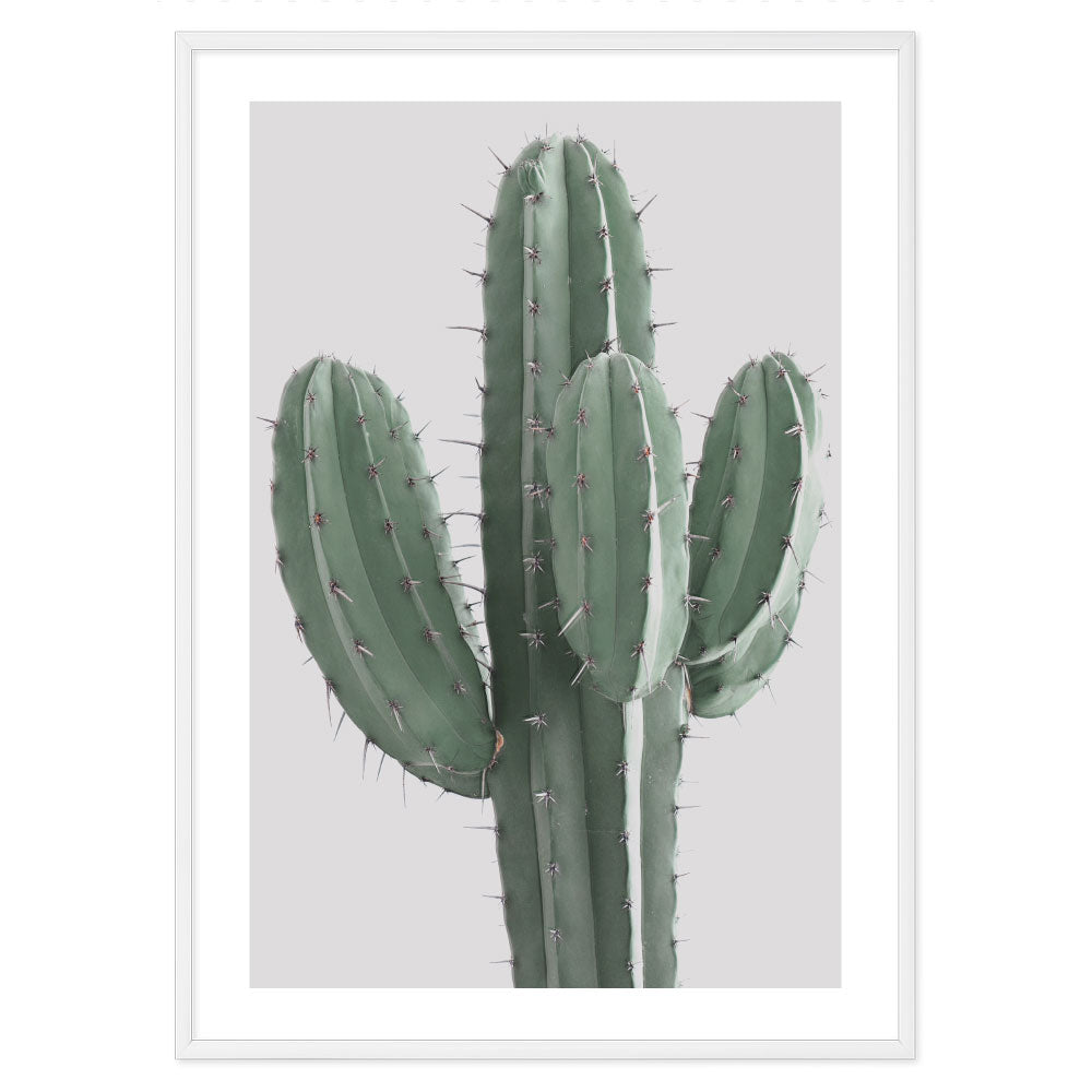 Poster Cactus