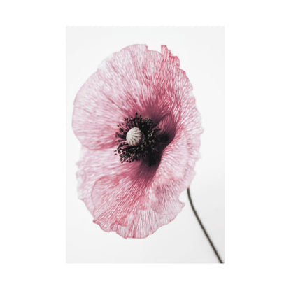 Poster Floreale Papaver rhoeas