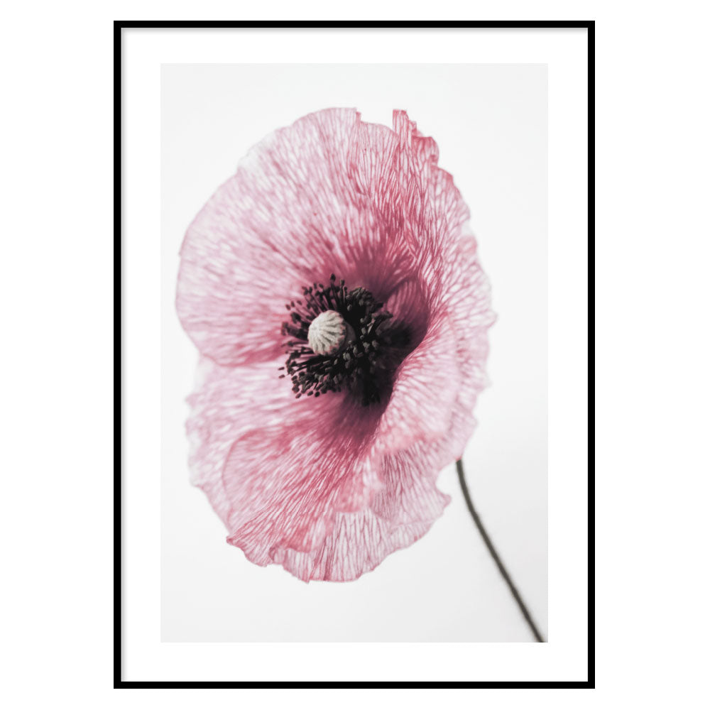 Poster Floreale Papaver rhoeas